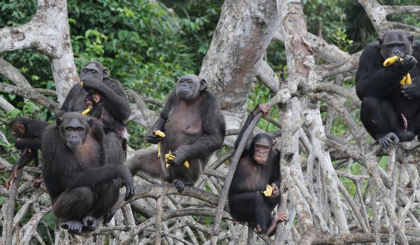 Groupe de chimpanzés dans les arbres sur le programme Help au Congo