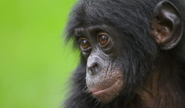 Jeune bonobo en République Démocratique du Congo