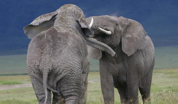 Querelle de mâles éléphants (Loxodonta africana) au Ngorongoro en Tanzanie