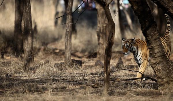 Tigre en sous bois en Inde