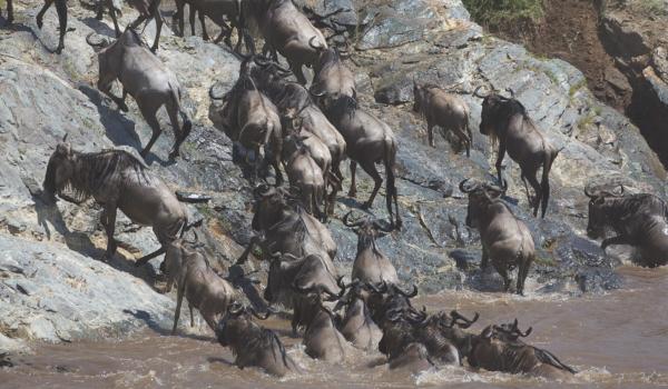 Observation des gnous traversant la rivière Mara