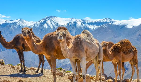 Trek avec des chameaux en altitude dans le Haut-Atlas
