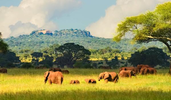 Voyage avec Éléphants en Tanzanie