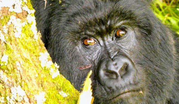 Voyage près de gorille en Ouganda