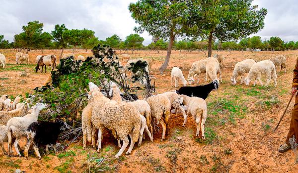 Rencontre avec un berger berbère en Algérie