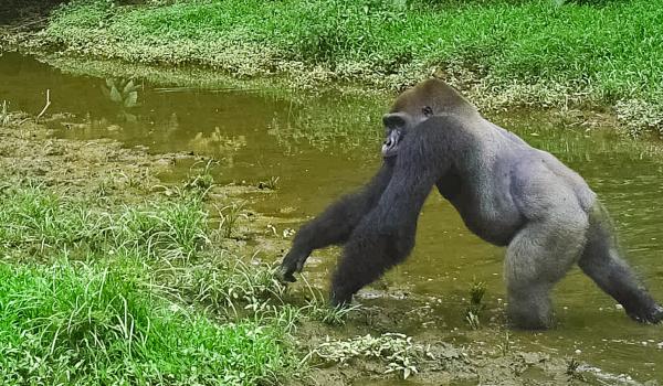 Avec les gorilles au Gabon