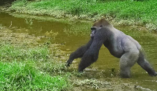 Avec les gorilles au Gabon