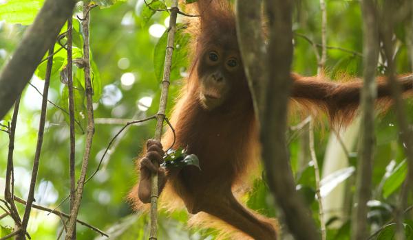 Randonnée à la rencontre de bébé orang outan à Bornéo