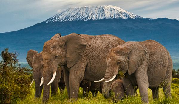 Eléphants devant le Kilimandjaro à Amboseli