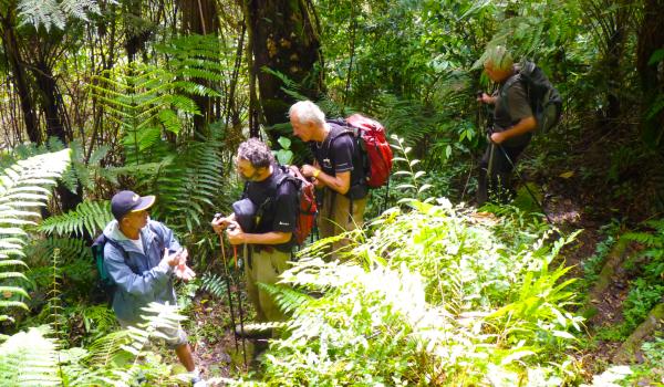 Trekking à travers la jungle du parc Gunung Leuser au nord de Sumatra