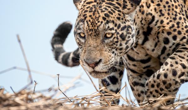 Faune du Pantanal