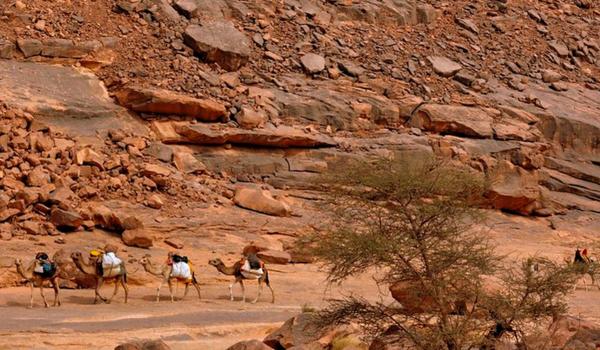 Randonnée chamelière dans l'oued Djerat