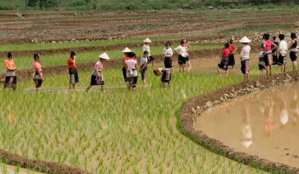 Découverte du travail dans les rizières de la région de Lai Chau