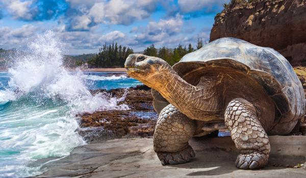 Galapagos Islands. Galapagos tortoise. Big turtle. Ecuador.