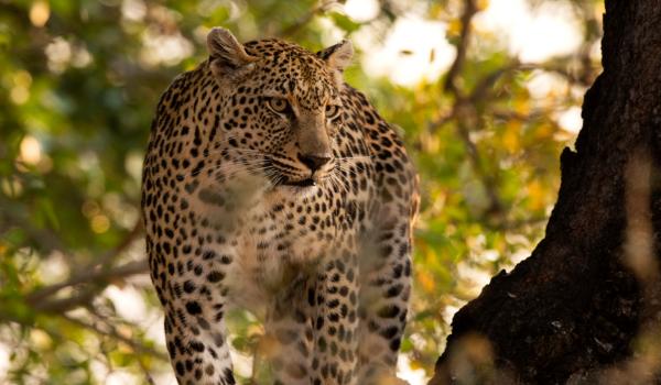 Exploration pour découvrir le guépard aux aguêts en Afrique australe