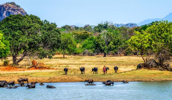 Voyage à travers le parc national d'Uda Walawe au sud-est de l'île de Ceylan