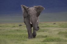 Eléphants