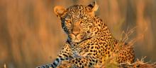 Guépard au soleil couchant au Kenya