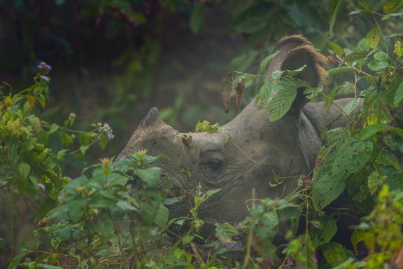 Rhinocéros unicorne au parc national de Chitwan dans le Terai au Népal