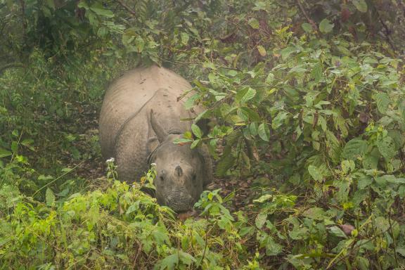Rhinocéros unicorne au parc national de Chitwan dans le Terai au Népal