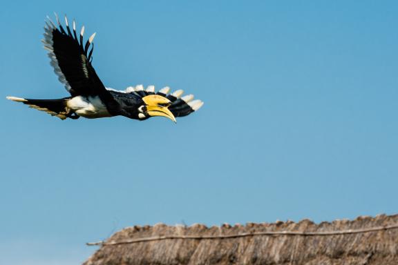 Calao bicorne au parc national de Chitwan dans le Terai au Népal