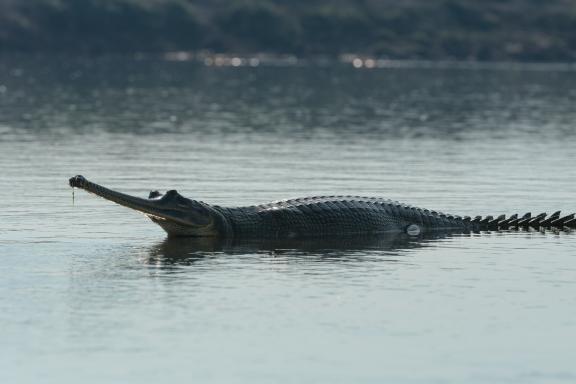 Gavial au parc national de Chitwan dans le Terai au Népal