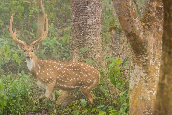 Chital au parc national de Chitwan dans le Terai au Népal