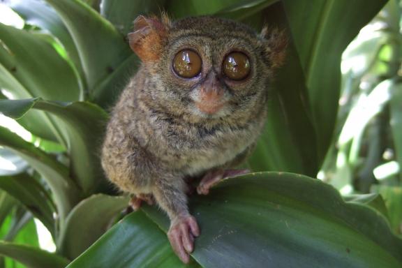 Tarsier au nord Sulawesi en Indonésie