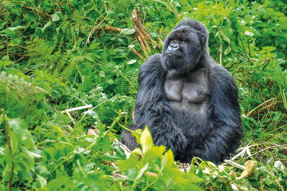 Trek et gorille en Ouganda