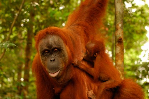 Orangs-outans du parc Gunung Leuser au nord de Sumatra