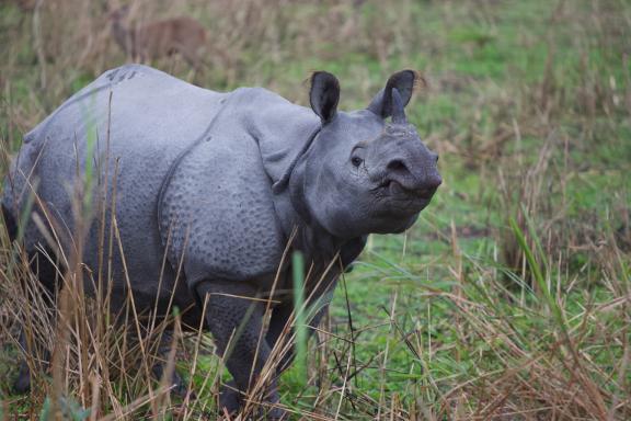Rhinocéros unicorne dans le parc de Kaziranga en Assam