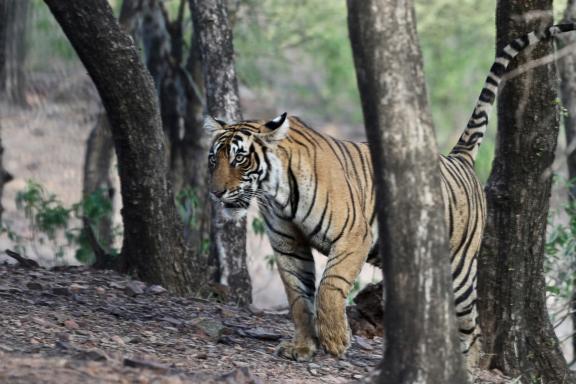 Tigre dans un parc national de l'est du Madhya Pradesh