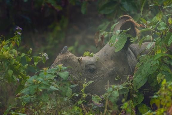 Parc Chitwan