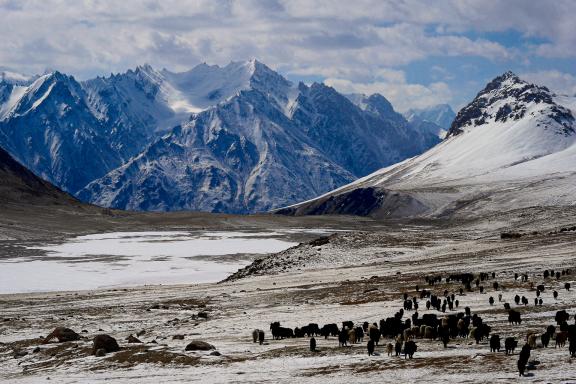 Bergers et yaks, alpage de Shuwerth à 4700 mètres au Pakistan