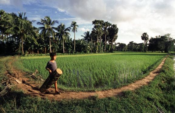 Dans la campagne du sud Cambodge du côté de Chhouk