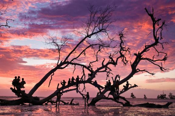 Enfants sur un arbre