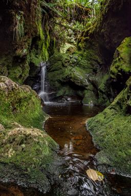 Forêt de Bélouve à la Réunion