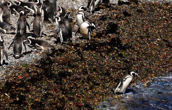 Pingouin de Magellan à Punta Tombo, péninsule de Valdés en Patagonie, Argentine