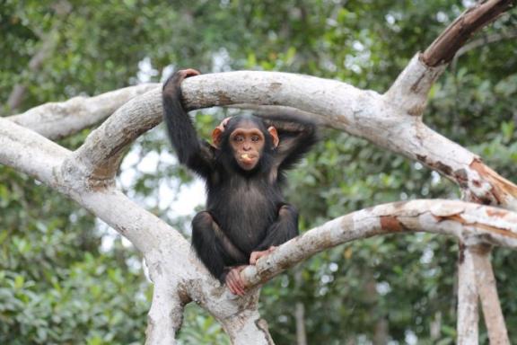 Chimpanzé au Congo