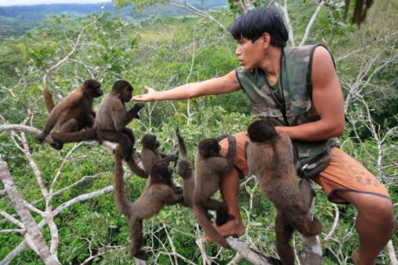 Singes laineux au Pérou