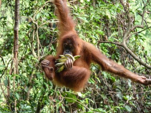 Orang-outan à Bornéo