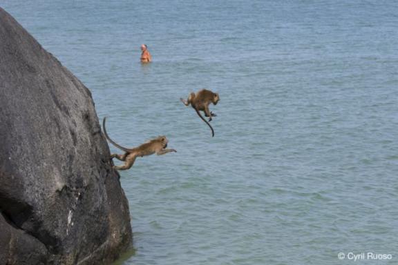 macaques crabiers en Thaïlande