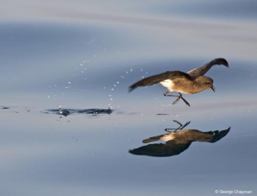 oiseau volant au-dessous de l'eau