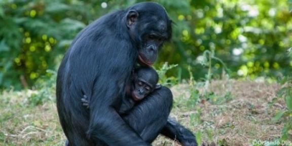 Femelle bonobo et son petit
