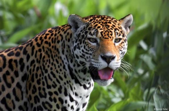 Léopard en Amazonie