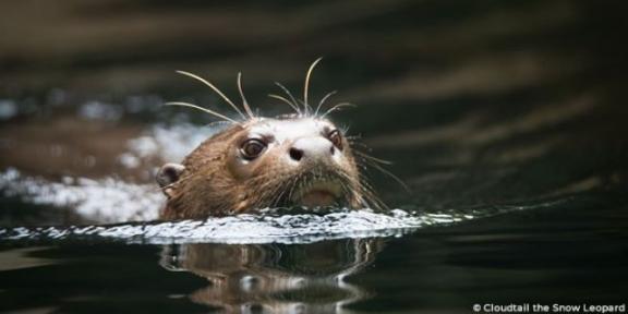 Loutre