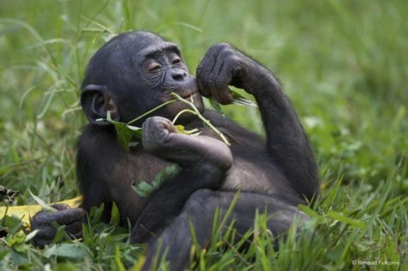 Jeune bonobo
