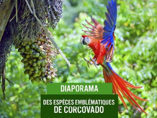 Perroquet au Costa Rica
