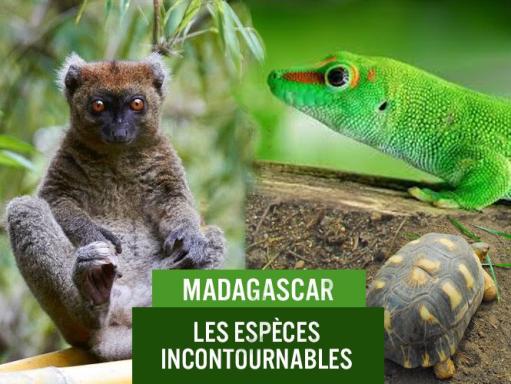 Les espèces de Madagascar