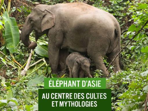 éléphants en Asie